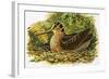 Looking at Nature: The Woodcock-R. B. Davis-Framed Giclee Print