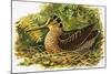 Looking at Nature: The Woodcock-R. B. Davis-Mounted Giclee Print