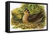 Looking at Nature: The Woodcock-R. B. Davis-Framed Stretched Canvas