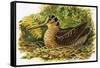 Looking at Nature: The Woodcock-R. B. Davis-Framed Stretched Canvas