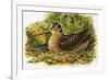 Looking at Nature: The Woodcock-R. B. Davis-Framed Giclee Print