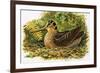 Looking at Nature: The Woodcock-R. B. Davis-Framed Giclee Print