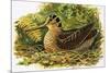 Looking at Nature: The Woodcock-R. B. Davis-Mounted Giclee Print