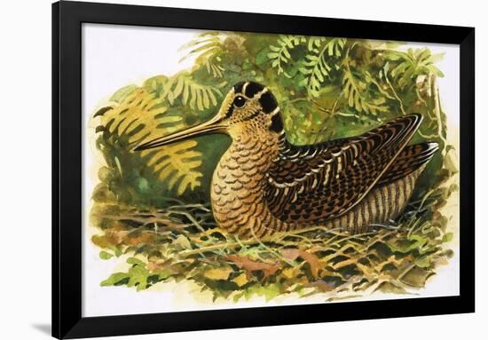 Looking at Nature: The Woodcock-R. B. Davis-Framed Giclee Print