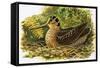 Looking at Nature: The Woodcock-R. B. Davis-Framed Stretched Canvas