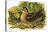 Looking at Nature: The Woodcock-R. B. Davis-Stretched Canvas