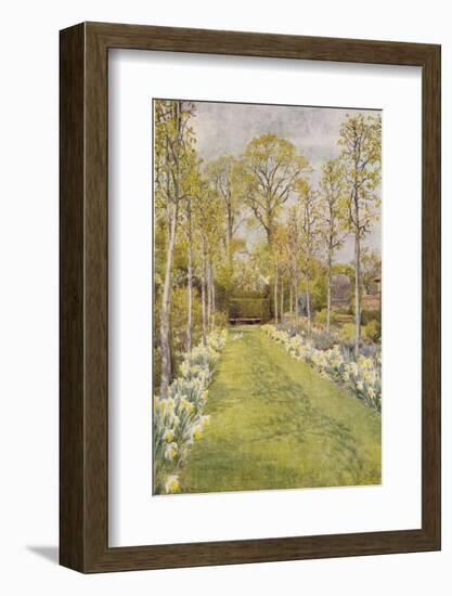 Looking Down a Grass Path with a Bed of Daffodils and Trees on Either Side-Beatrice Parsons-Framed Photographic Print