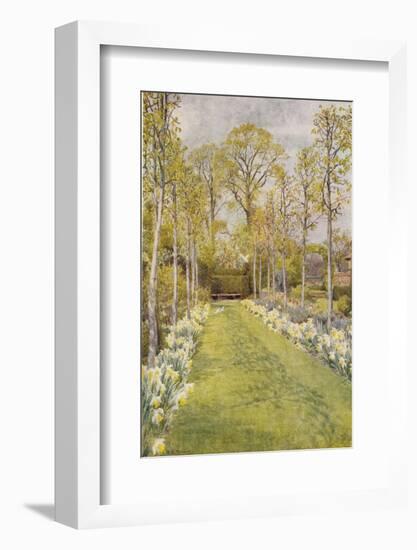 Looking Down a Grass Path with a Bed of Daffodils and Trees on Either Side-Beatrice Parsons-Framed Photographic Print