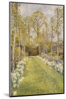 Looking Down a Grass Path with a Bed of Daffodils and Trees on Either Side-Beatrice Parsons-Mounted Photographic Print