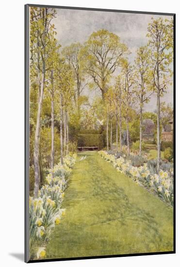 Looking Down a Grass Path with a Bed of Daffodils and Trees on Either Side-Beatrice Parsons-Mounted Photographic Print