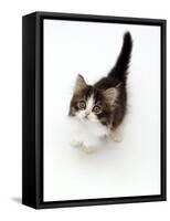 Looking Down on Domestic Cat, 7-Week Tabby and White Persian-Cross Kitten Looking Up-Jane Burton-Framed Stretched Canvas