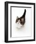 Looking Down on Domestic Cat, 7-Week Tabby and White Persian-Cross Kitten Looking Up-Jane Burton-Framed Premium Photographic Print