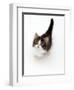 Looking Down on Domestic Cat, 7-Week Tabby and White Persian-Cross Kitten Looking Up-Jane Burton-Framed Premium Photographic Print