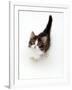 Looking Down on Domestic Cat, 7-Week Tabby and White Persian-Cross Kitten Looking Up-Jane Burton-Framed Photographic Print