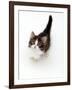 Looking Down on Domestic Cat, 7-Week Tabby and White Persian-Cross Kitten Looking Up-Jane Burton-Framed Photographic Print