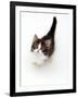 Looking Down on Domestic Cat, 7-Week Tabby and White Persian-Cross Kitten Looking Up-Jane Burton-Framed Photographic Print