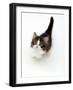 Looking Down on Domestic Cat, 7-Week Tabby and White Persian-Cross Kitten Looking Up-Jane Burton-Framed Photographic Print