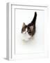 Looking Down on Domestic Cat, 7-Week Tabby and White Persian-Cross Kitten Looking Up-Jane Burton-Framed Photographic Print