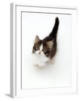 Looking Down on Domestic Cat, 7-Week Tabby and White Persian-Cross Kitten Looking Up-Jane Burton-Framed Photographic Print