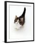 Looking Down on Domestic Cat, 7-Week Tabby and White Persian-Cross Kitten Looking Up-Jane Burton-Framed Photographic Print