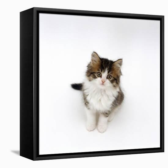 Looking Down on Domestic Cat, 7-Week Tabby and White Persian-Cross Kitten Looking Up-Jane Burton-Framed Stretched Canvas