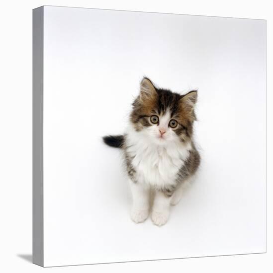 Looking Down on Domestic Cat, 7-Week Tabby and White Persian-Cross Kitten Looking Up-Jane Burton-Stretched Canvas