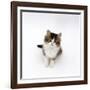 Looking Down on Domestic Cat, 7-Week Tabby and White Persian-Cross Kitten Looking Up-Jane Burton-Framed Photographic Print