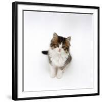 Looking Down on Domestic Cat, 7-Week Tabby and White Persian-Cross Kitten Looking Up-Jane Burton-Framed Photographic Print