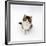 Looking Down on Domestic Cat, 7-Week Tabby and White Persian-Cross Kitten Looking Up-Jane Burton-Framed Photographic Print