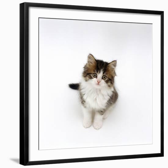 Looking Down on Domestic Cat, 7-Week Tabby and White Persian-Cross Kitten Looking Up-Jane Burton-Framed Photographic Print