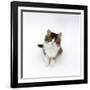 Looking Down on Domestic Cat, 7-Week Tabby and White Persian-Cross Kitten Looking Up-Jane Burton-Framed Photographic Print