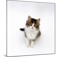 Looking Down on Domestic Cat, 7-Week Tabby and White Persian-Cross Kitten Looking Up-Jane Burton-Mounted Photographic Print