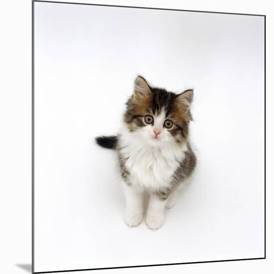 Looking Down on Domestic Cat, 7-Week Tabby and White Persian-Cross Kitten Looking Up-Jane Burton-Mounted Photographic Print