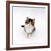 Looking Down on Domestic Cat, 7-Week Tabby and White Persian-Cross Kitten Looking Up-Jane Burton-Framed Photographic Print