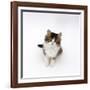 Looking Down on Domestic Cat, 7-Week Tabby and White Persian-Cross Kitten Looking Up-Jane Burton-Framed Photographic Print