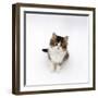 Looking Down on Domestic Cat, 7-Week Tabby and White Persian-Cross Kitten Looking Up-Jane Burton-Framed Premium Photographic Print