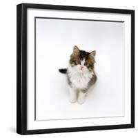 Looking Down on Domestic Cat, 7-Week Tabby and White Persian-Cross Kitten Looking Up-Jane Burton-Framed Premium Photographic Print