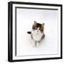 Looking Down on Domestic Cat, 7-Week Tabby and White Persian-Cross Kitten Looking Up-Jane Burton-Framed Premium Photographic Print