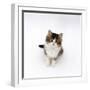 Looking Down on Domestic Cat, 7-Week Tabby and White Persian-Cross Kitten Looking Up-Jane Burton-Framed Premium Photographic Print