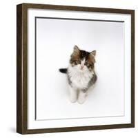 Looking Down on Domestic Cat, 7-Week Tabby and White Persian-Cross Kitten Looking Up-Jane Burton-Framed Photographic Print