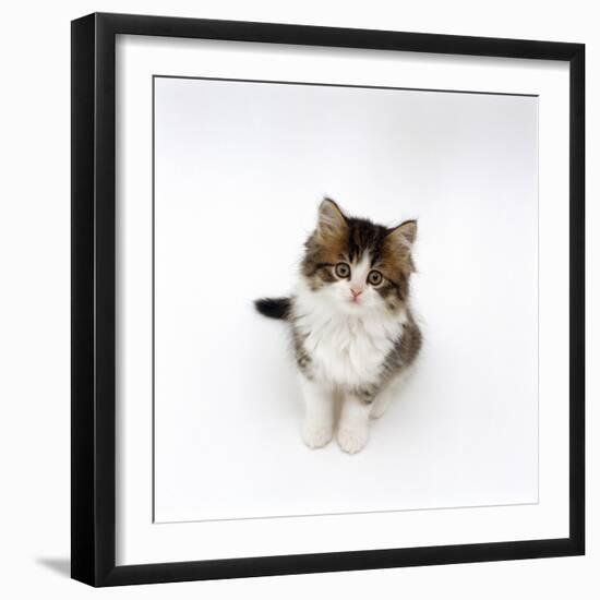 Looking Down on Domestic Cat, 7-Week Tabby and White Persian-Cross Kitten Looking Up-Jane Burton-Framed Photographic Print