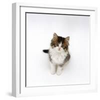 Looking Down on Domestic Cat, 7-Week Tabby and White Persian-Cross Kitten Looking Up-Jane Burton-Framed Photographic Print