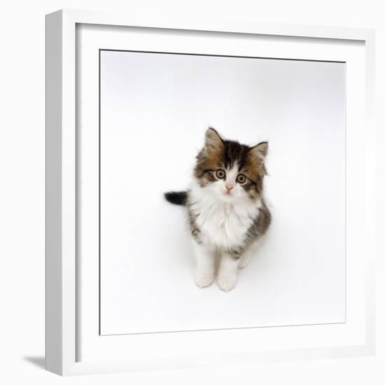 Looking Down on Domestic Cat, 7-Week Tabby and White Persian-Cross Kitten Looking Up-Jane Burton-Framed Photographic Print