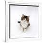 Looking Down on Domestic Cat, 7-Week Tabby and White Persian-Cross Kitten Looking Up-Jane Burton-Framed Photographic Print