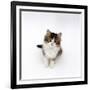 Looking Down on Domestic Cat, 7-Week Tabby and White Persian-Cross Kitten Looking Up-Jane Burton-Framed Photographic Print