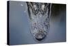 Looking Down Portrait onto the Top of an Alligator Head in the Water in Florida-Karine Aigner-Stretched Canvas