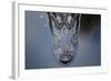 Looking Down Portrait onto the Top of an Alligator Head in the Water in Florida-Karine Aigner-Framed Photographic Print