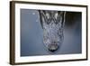 Looking Down Portrait onto the Top of an Alligator Head in the Water in Florida-Karine Aigner-Framed Photographic Print