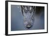 Looking Down Portrait onto the Top of an Alligator Head in the Water in Florida-Karine Aigner-Framed Photographic Print