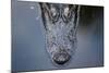 Looking Down Portrait onto the Top of an Alligator Head in the Water in Florida-Karine Aigner-Mounted Photographic Print